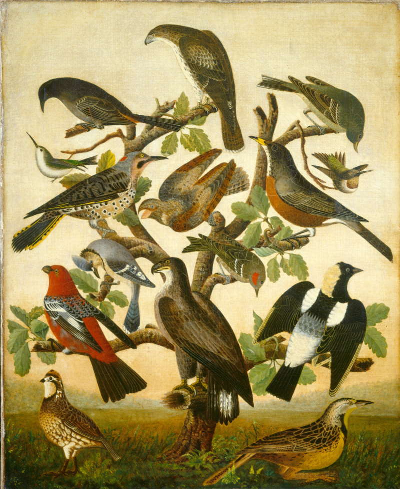 Oiseaux 1840 NGA W